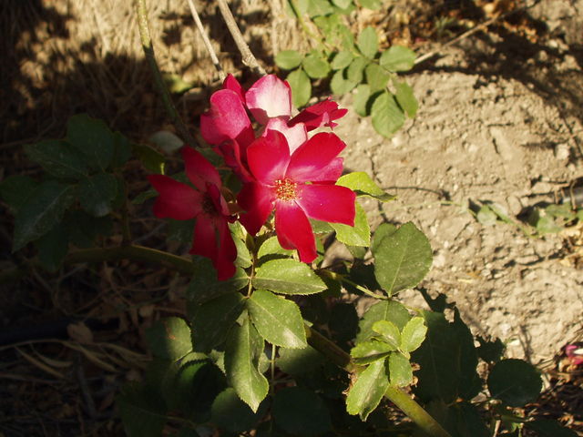 P5220111.JPG